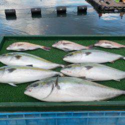 淡路じゃのひれフィッシングパーク 釣果