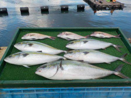 淡路じゃのひれフィッシングパーク 釣果