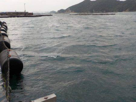 淡路じゃのひれフィッシングパーク 釣果