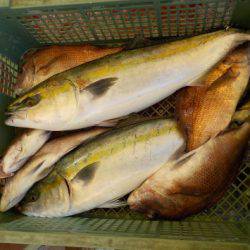 淡路じゃのひれフィッシングパーク 釣果