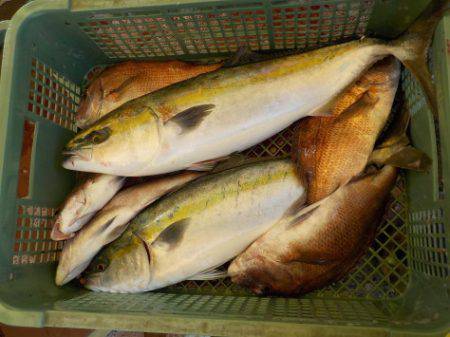 淡路じゃのひれフィッシングパーク 釣果