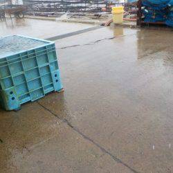 淡路じゃのひれフィッシングパーク 釣果