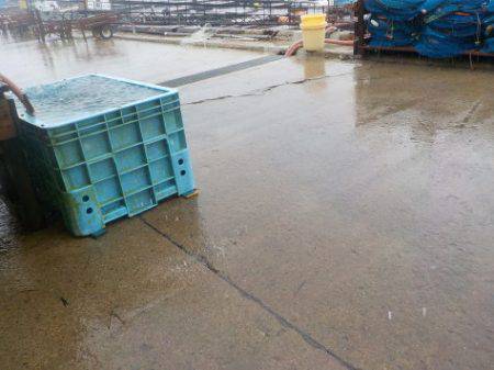 淡路じゃのひれフィッシングパーク 釣果