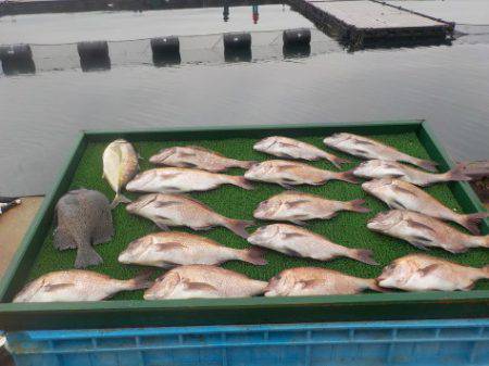 淡路じゃのひれフィッシングパーク 釣果