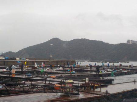 淡路じゃのひれフィッシングパーク 釣果