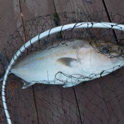 淡路じゃのひれフィッシングパーク 釣果