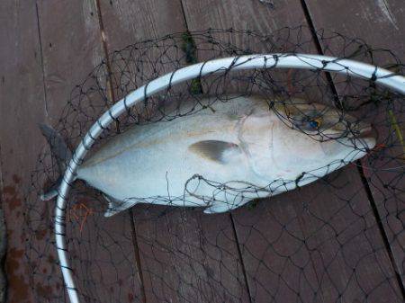 淡路じゃのひれフィッシングパーク 釣果