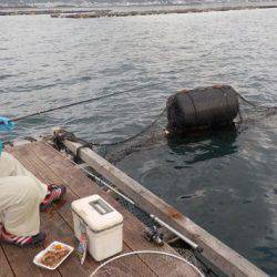 淡路じゃのひれフィッシングパーク 釣果