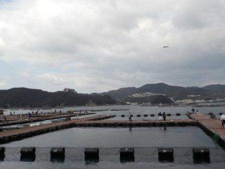 淡路じゃのひれフィッシングパーク 釣果