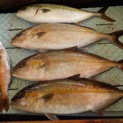 淡路じゃのひれフィッシングパーク 釣果