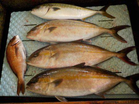 淡路じゃのひれフィッシングパーク 釣果