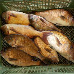 淡路じゃのひれフィッシングパーク 釣果