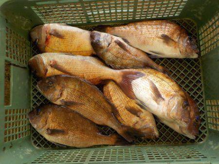 淡路じゃのひれフィッシングパーク 釣果