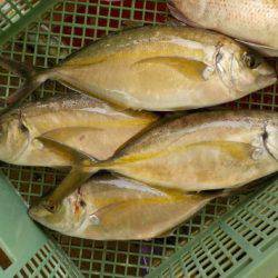 淡路じゃのひれフィッシングパーク 釣果