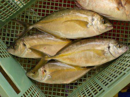 淡路じゃのひれフィッシングパーク 釣果