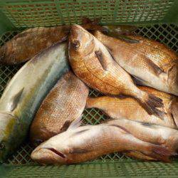 淡路じゃのひれフィッシングパーク 釣果