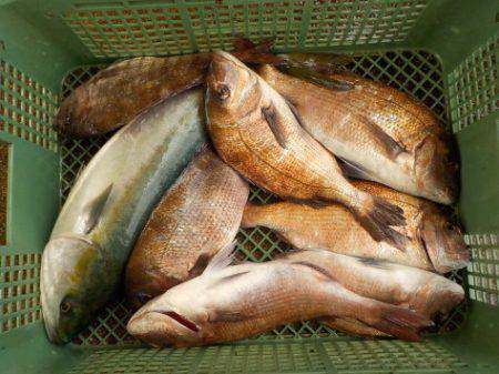 淡路じゃのひれフィッシングパーク 釣果