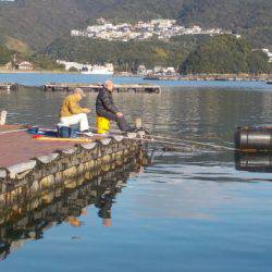 淡路じゃのひれフィッシングパーク 釣果