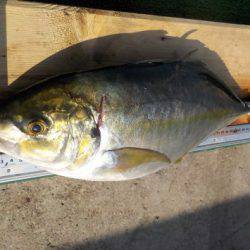 淡路じゃのひれフィッシングパーク 釣果