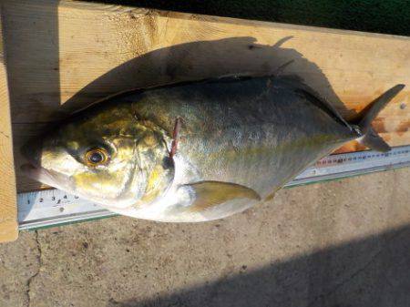 淡路じゃのひれフィッシングパーク 釣果