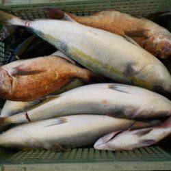 淡路じゃのひれフィッシングパーク 釣果