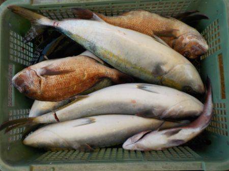 淡路じゃのひれフィッシングパーク 釣果