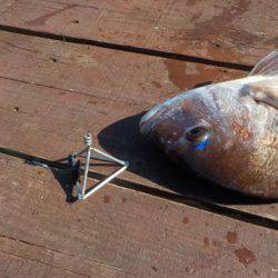 淡路じゃのひれフィッシングパーク 釣果