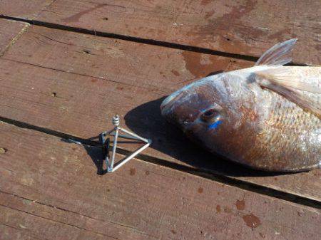 淡路じゃのひれフィッシングパーク 釣果