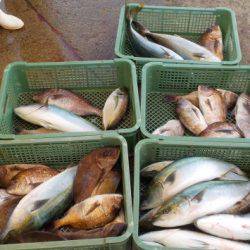 淡路じゃのひれフィッシングパーク 釣果