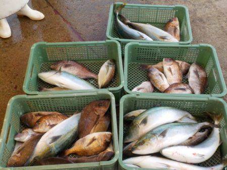 淡路じゃのひれフィッシングパーク 釣果