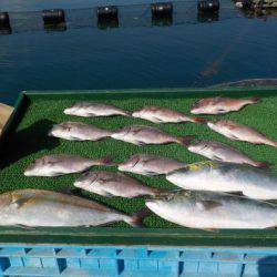 淡路じゃのひれフィッシングパーク 釣果