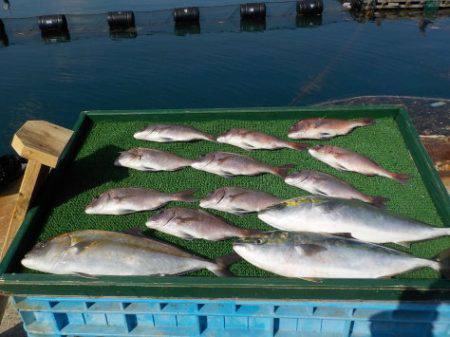 淡路じゃのひれフィッシングパーク 釣果