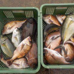 淡路じゃのひれフィッシングパーク 釣果