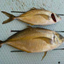 淡路じゃのひれフィッシングパーク 釣果