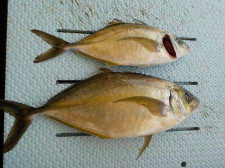 淡路じゃのひれフィッシングパーク 釣果