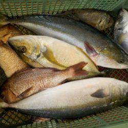 淡路じゃのひれフィッシングパーク 釣果