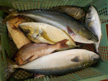 淡路じゃのひれフィッシングパーク 釣果