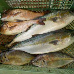 淡路じゃのひれフィッシングパーク 釣果