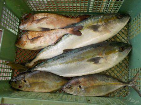 淡路じゃのひれフィッシングパーク 釣果