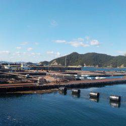 淡路じゃのひれフィッシングパーク 釣果