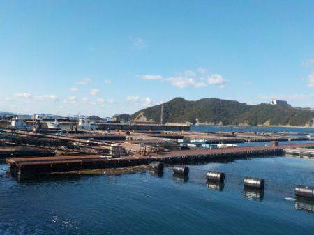 淡路じゃのひれフィッシングパーク 釣果