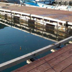 淡路じゃのひれフィッシングパーク 釣果