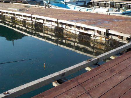 淡路じゃのひれフィッシングパーク 釣果