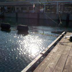 淡路じゃのひれフィッシングパーク 釣果