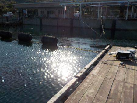 淡路じゃのひれフィッシングパーク 釣果