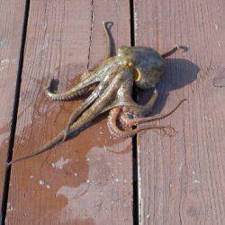 淡路じゃのひれフィッシングパーク 釣果