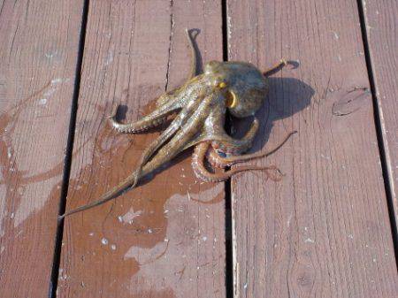 淡路じゃのひれフィッシングパーク 釣果