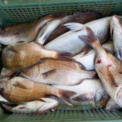 淡路じゃのひれフィッシングパーク 釣果