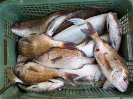 淡路じゃのひれフィッシングパーク 釣果