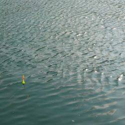 淡路じゃのひれフィッシングパーク 釣果